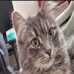 Coin Logo