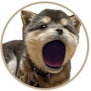 Coin Logo