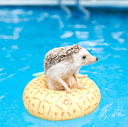 Coin Logo